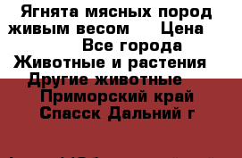 Ягнята мясных пород живым весом.  › Цена ­ 125 - Все города Животные и растения » Другие животные   . Приморский край,Спасск-Дальний г.